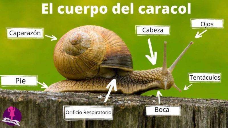 anatomía del caracol